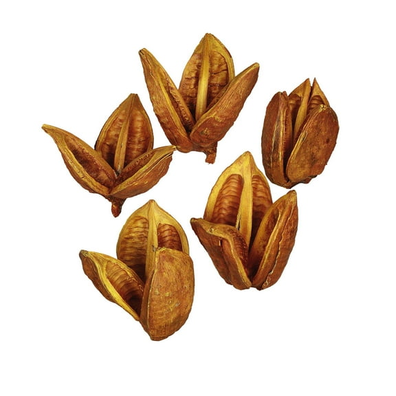 Vickerman 3-4" Aspen Gold Sora Pods, Bulk Case, 25 per Case, Dried