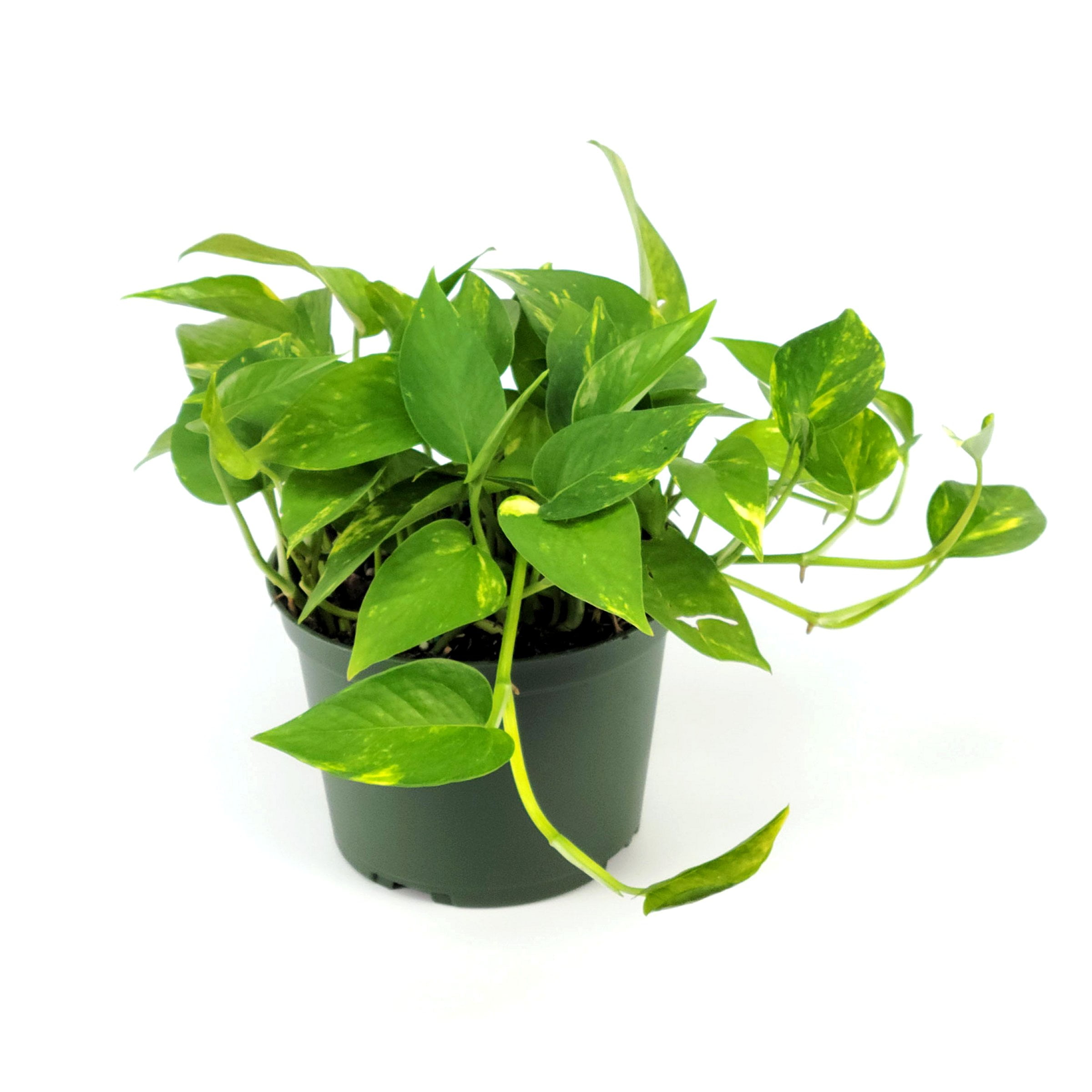 6 in. Croton Red Iceton Plant in Grower Container - Walmart.com