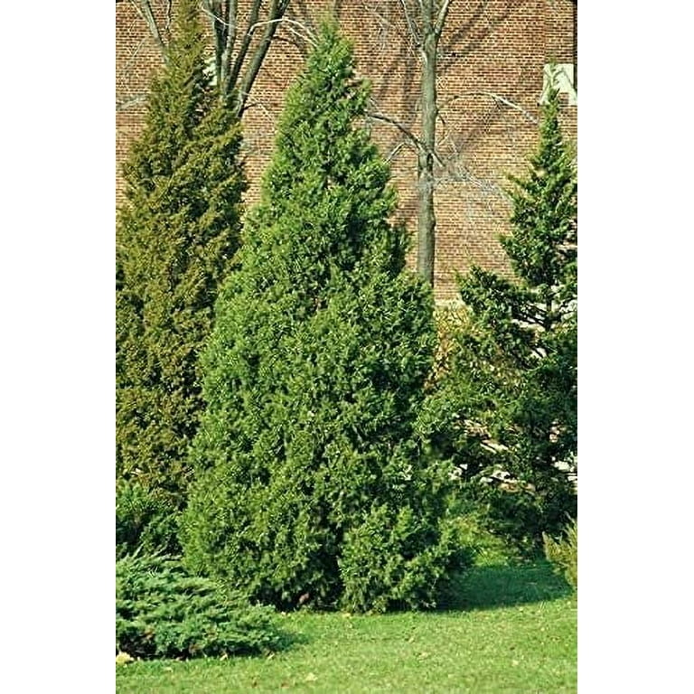 Keteleeri Juniper 1 Live Gallon Size Tree Juniperus Keteleeri Juniper 1 Live Gallon Size Tree Juniperus