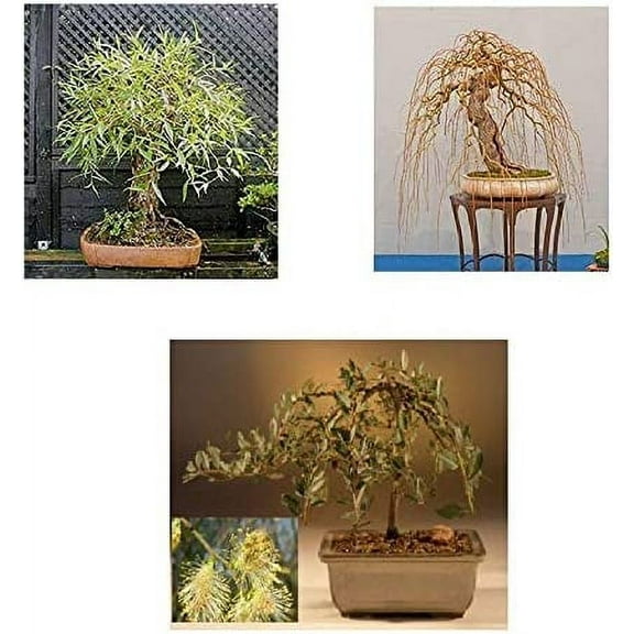 CZ Grain Willow Bonsai Trees in Bare Root (3 Count)
