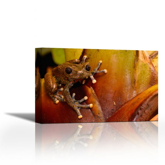 Strawberry Tree Frog male in cloud forest, Carchi Province, Ecuador - Contemporary Fine Art Giclee on Canvas Gallery Wrap - wall décor - Art painting - 36 x 23 Inch - Ready to Hang