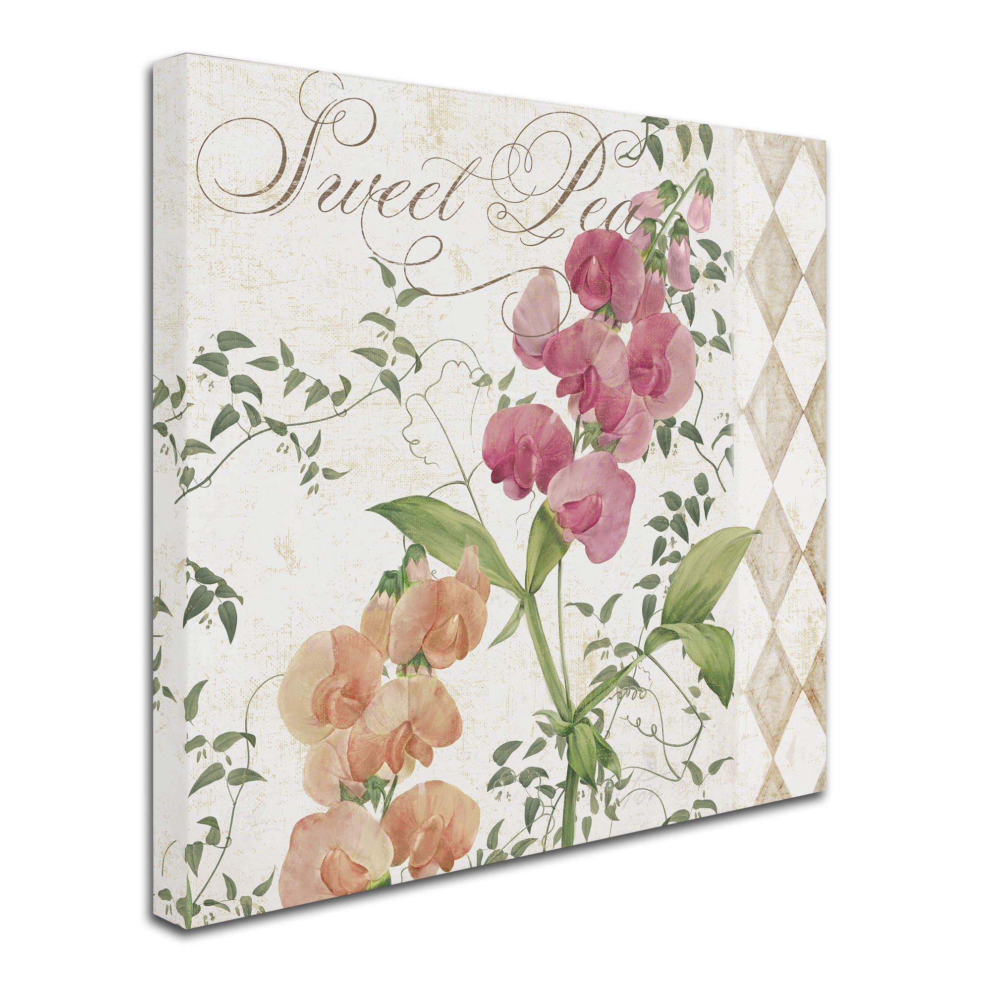 Trademark Fine Art "Sweet Pea" Canvas Art by Color Bakery