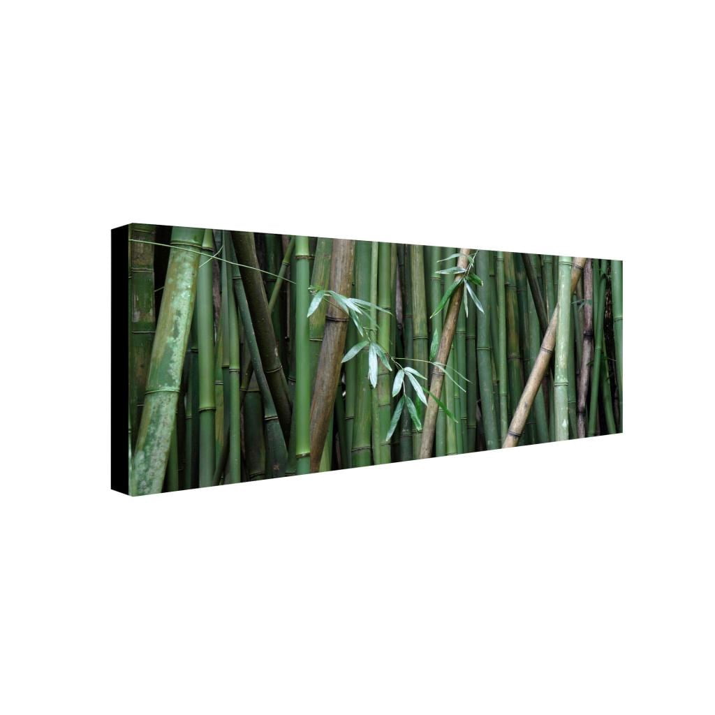 "Bamboo" Canvas Art by Pierre Leclerc