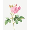 thumbnail image 3 of Redoute, Pierre Joseph 15x18 Black Modern Framed Museum Art Print Titled - Agatha rose, Rosa gallica Agatha, 3 of 5