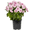 Pink, variant on Expert Gardener 1PT Yellow Garden Mum Live Plant in Grower Pot, 6-Pack