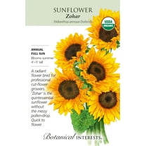 Organic Zohar Sunflower Seeds - 20 Seeds