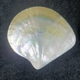thumbnail image 2 of Polished Yellow Pearl Shell 9 to 11CM Glossy Mother of Pearl Conch Shell Display Prop Natural Decor Photography Ornament, 2 of 8