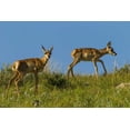 thumbnail image 2 of Illg, Cathy and Gordon 18x13 Black Ornate Wood Framed with Double Matting Museum Art Print Titled - South Dakota Pronghorn fawns in Custer SP, 2 of 4
