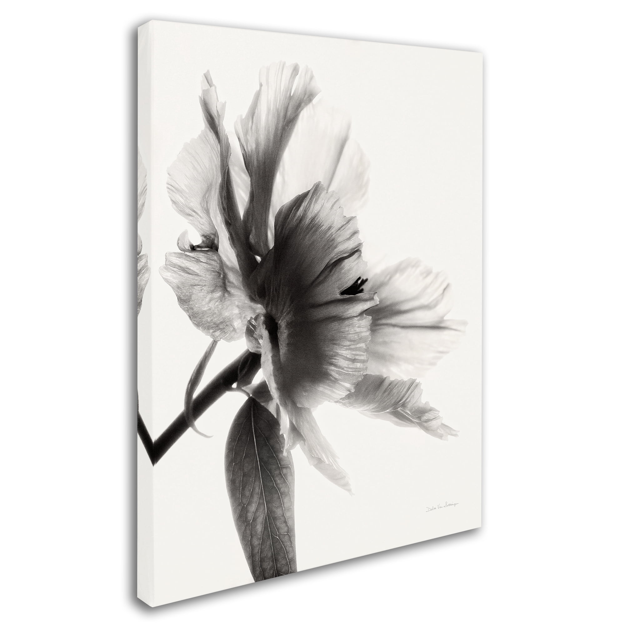 Trademark Fine Art 'Translucent Peony IIBW' Canvas Art by Debra Van Swearingen