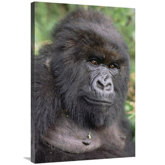 24 x 36 in. Mountain Gorilla Female, VIrunga Mountains Art Print - Gerry Ellis