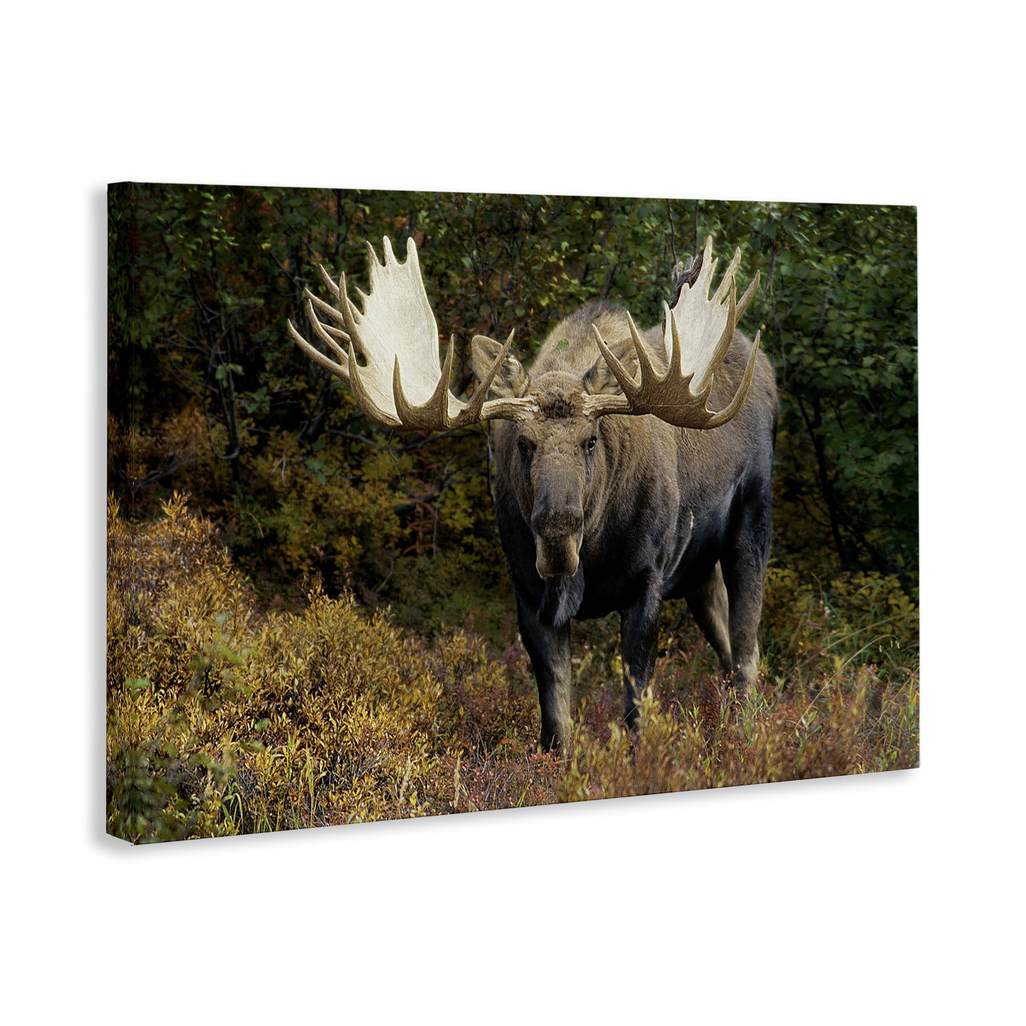 Stupell Industries Bull Moose Face Off Animals Photography Wrapped Canvas Art Print Wall Art, 36 x 24
