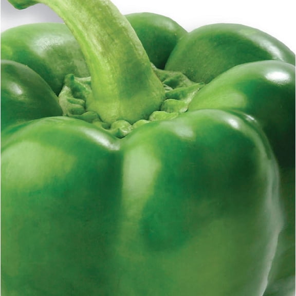 Monster Bell Pepper Plant - HUGE - 4" Pot