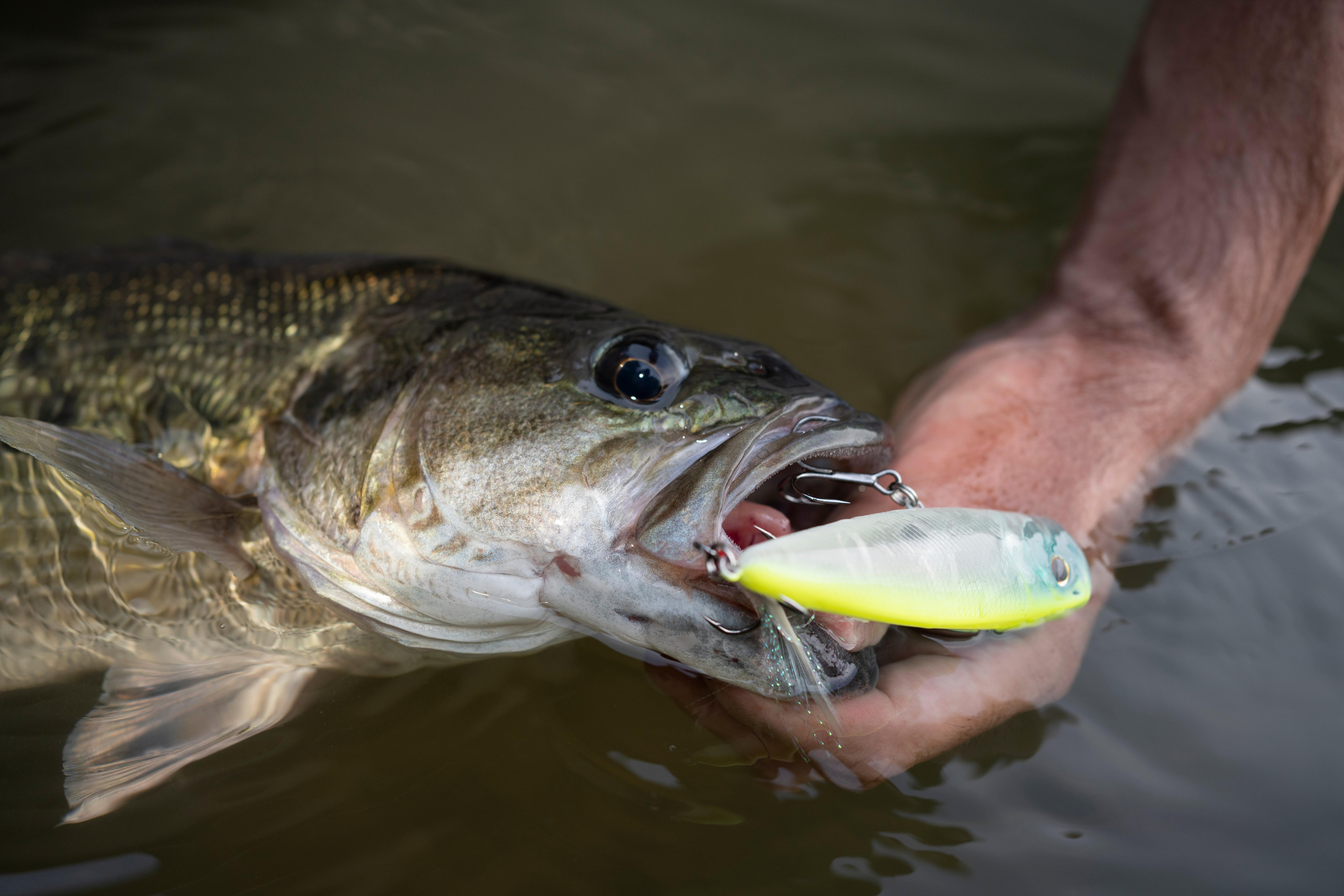 Berkley Bullet Pop Topwater Fishing Lure, MF Shad, 2/5 oz