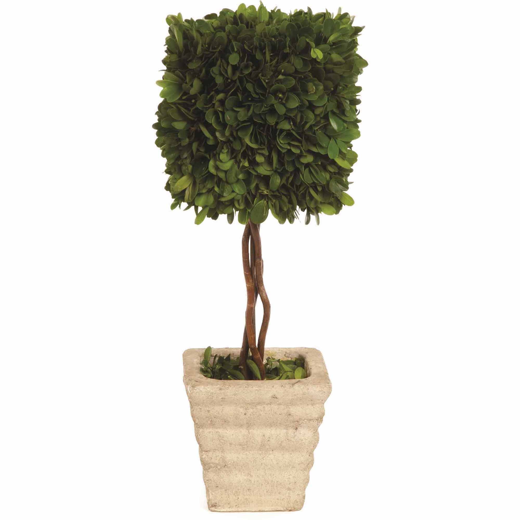 Square Boxwood Topiary