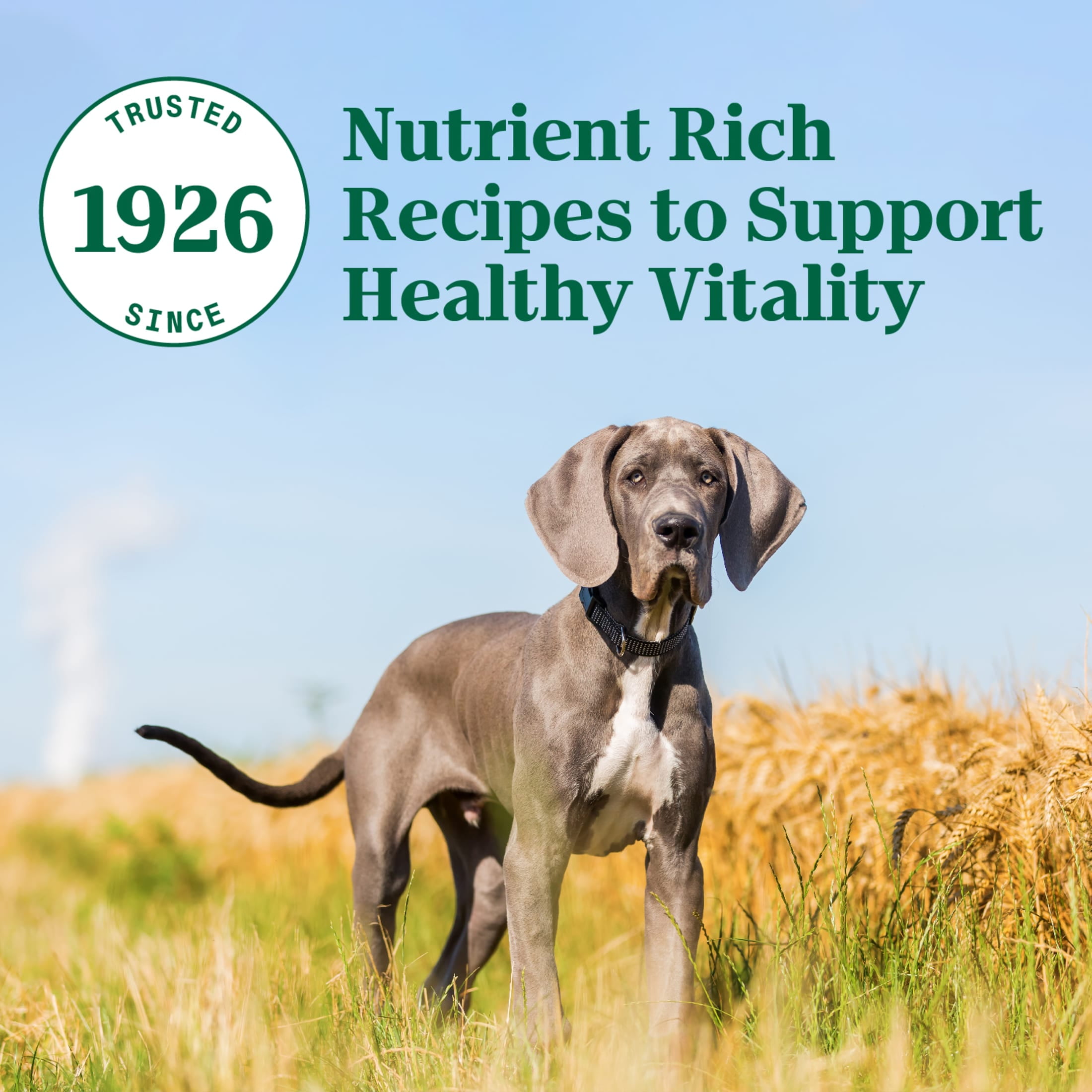 Nutro large breed puppy lamb and rice online