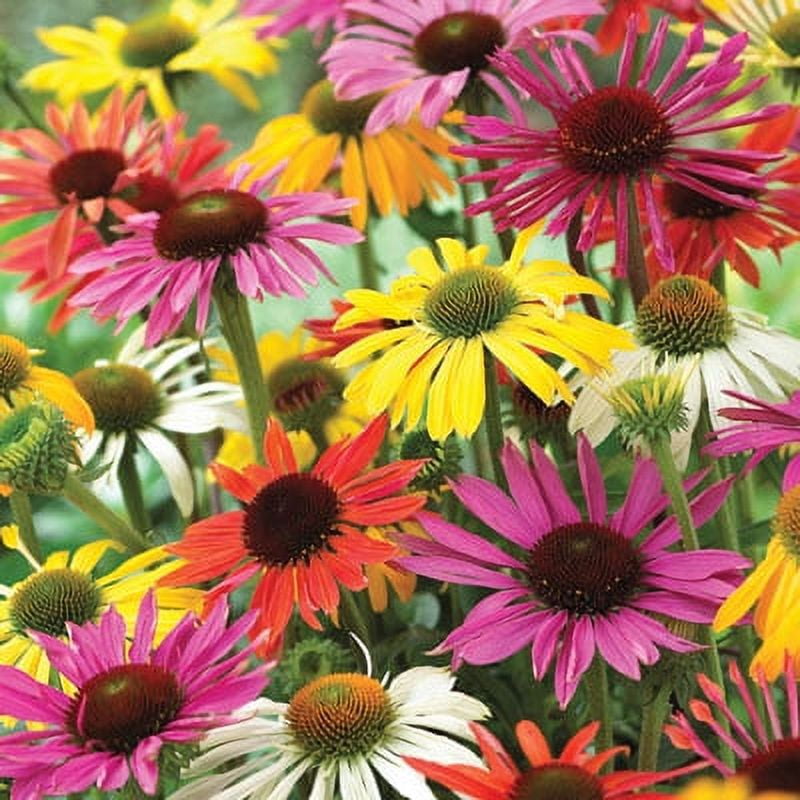 Mixed Coneflower Seeds for Planting - Easy to Grow Echinacea Flowers (5,000 Seeds)