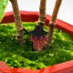 thumbnail image 1 of NUOLUX Accesorio Asian Inspiración Para De Bonsái Y Jardín Interior, 1 of 6