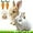 B1, variant on Bunny Pal - Libiyi/Outfany/Sherum/shirem BunnyPal, PetsBoro™ BunnyPal, Midasn Realistic Bunnys, Bunby - My Realistic Bunny Toy, That Moves, Jumping, Twitching, and Shaking Ears (White)