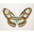 thumbnail image 2 of Warren, Annie 14x12 White Modern Wood Framed Museum Art Print Titled - Mint Butterfly I, 2 of 4