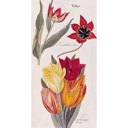 Tulips - Flora Universalis Poster Print by David Nathaniel