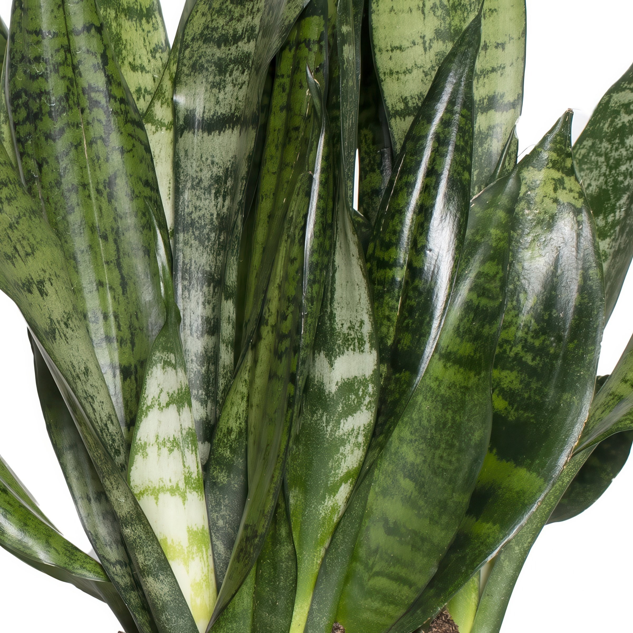 6 in. Sansevieria Zeylanica Plant in Grower Container