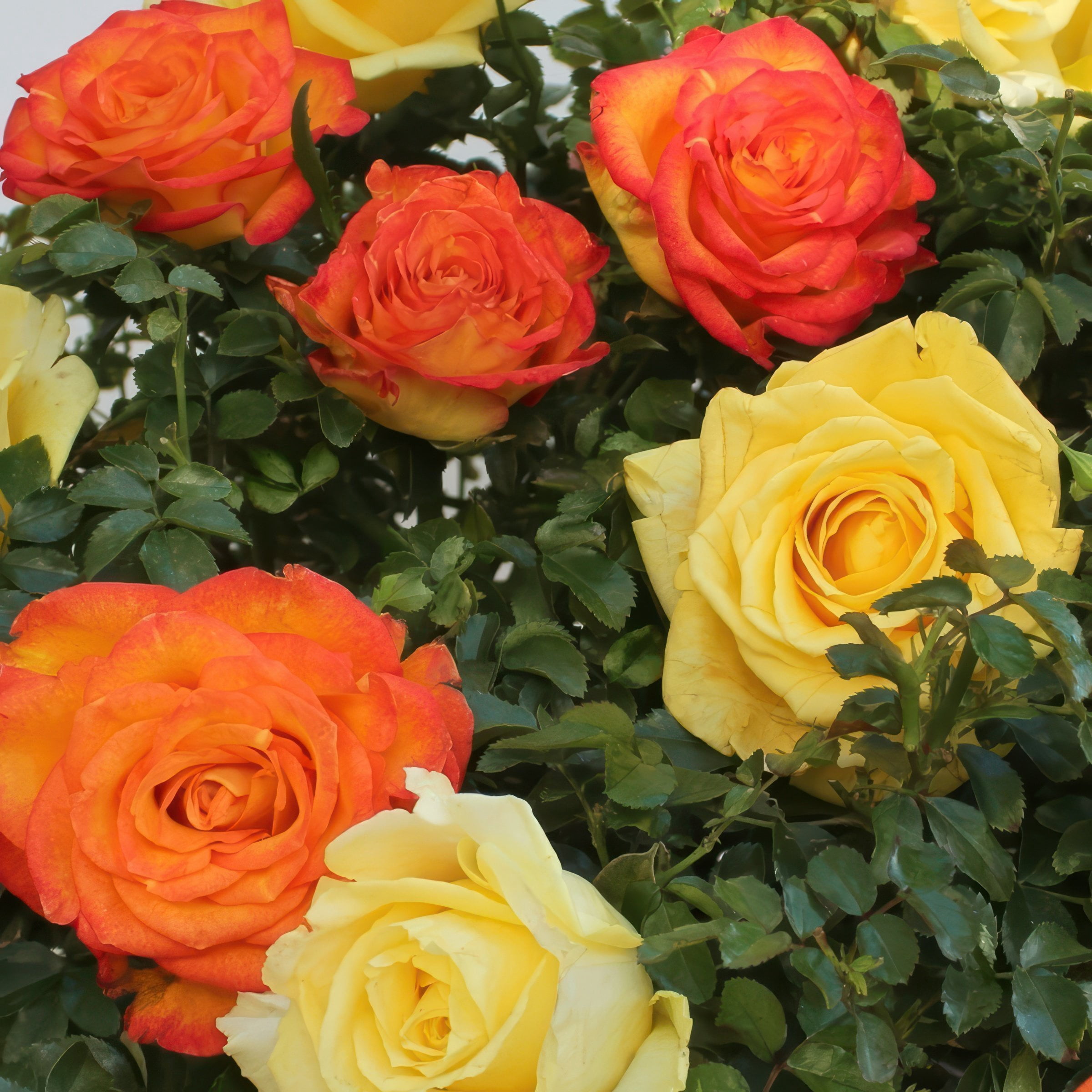 National Plant Network Bare Root Pinata Rose with Multicolor Flowers