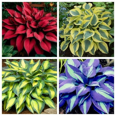 Evergreen hardy hosta, garden planting, perennial plants