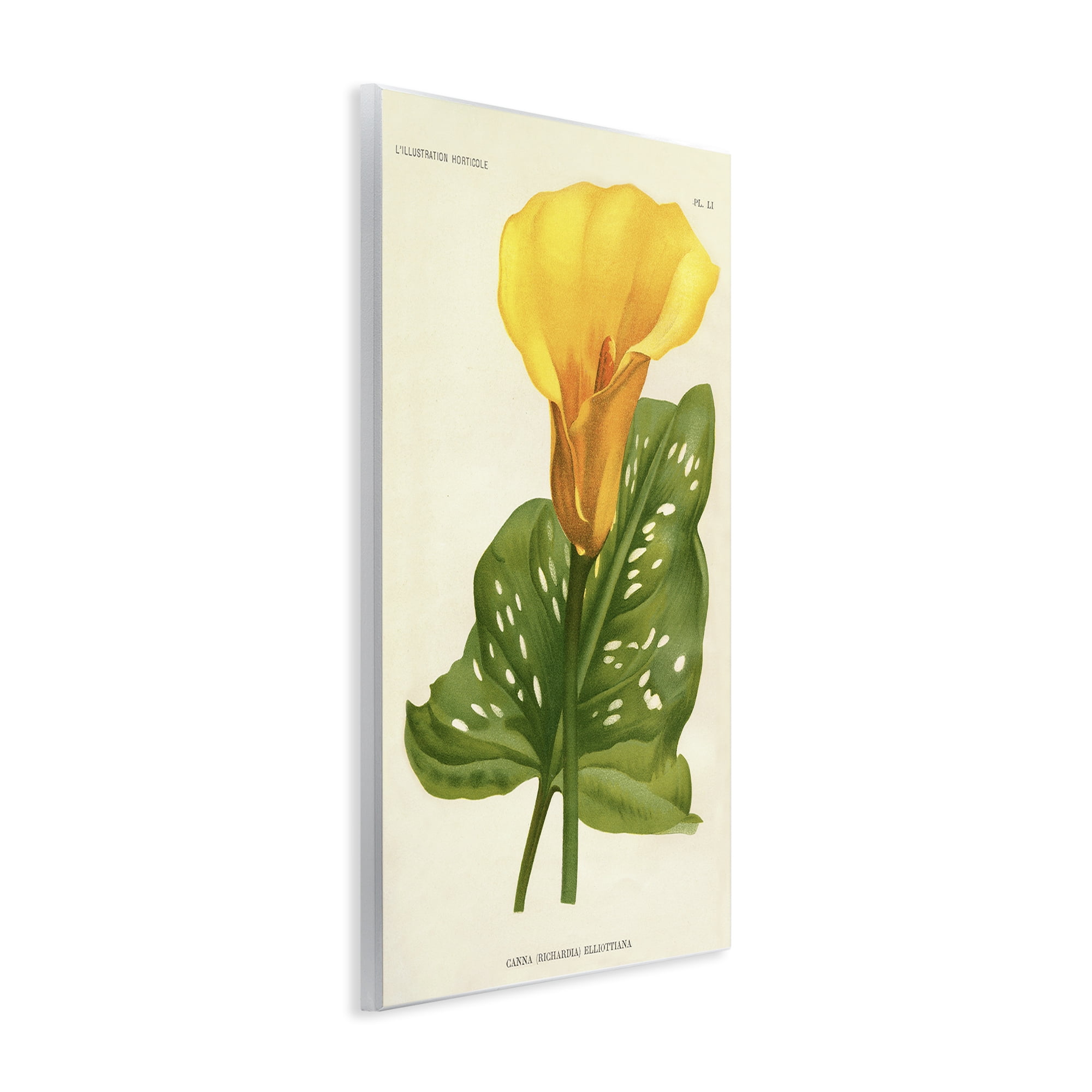 Stupell Industries Yellow Canna Lily Wall Plaque Art, design by Print Collection