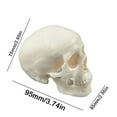 thumbnail image 3 of Danhjin A Skull Realistic Skull Model Halloween Display Scientific Crafts Teaching Desk Decoration Room Decor, 3 of 8