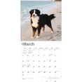 thumbnail image 3 of BERNESE MOUNTAIN DOGS THE BEAUTY OF 2024, 3 of 8