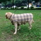 thumbnail image 5 of Ropa para perros Tanto el otoño como el invierno pueden usar una chaqueta escocesa para perros., 5 of 5