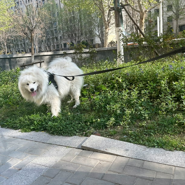 Joytale Heavy Duty Dog Leash for Large Dogs, 6FT Double Handle