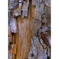 thumbnail image 3 of Fitzharris, Tim 14x18 Black Modern Framed Museum Art Print Titled - Yellow Cedar Trunk, 3 of 5