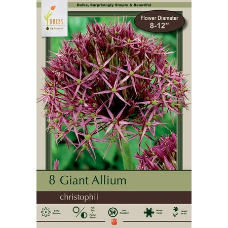Persian Allium Christophii 8 Bulbs - Flowering Onion - 12/14