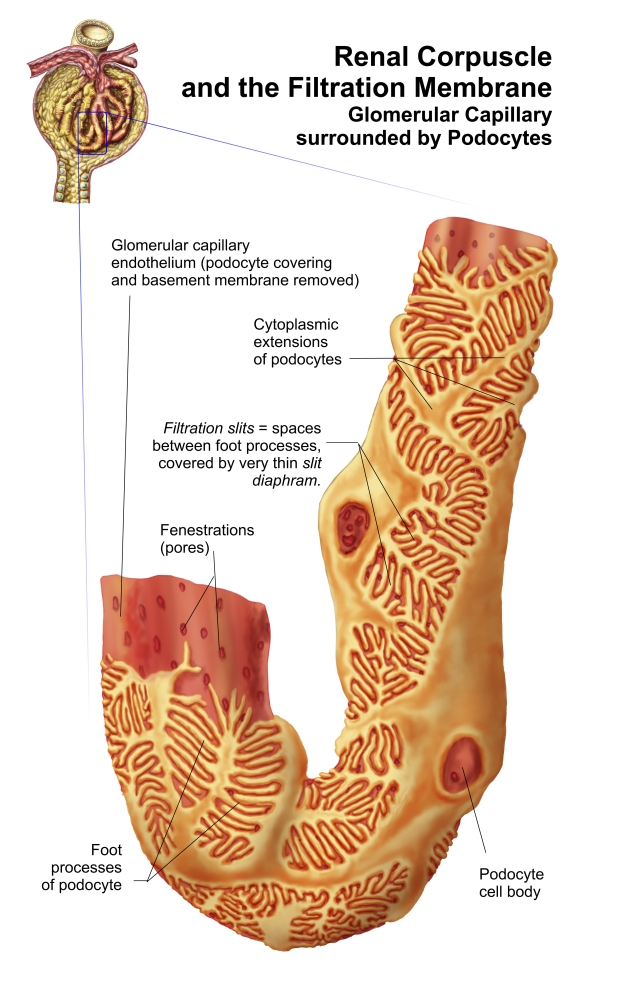 Renal Corpuscle and the filtration membrane. Glomerular capillary