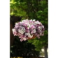 thumbnail image 2 of Wave Petunia Perennial Easy Wave Starfish Petunia Mix Spring Live Plants Outdoor, Burgundy & White, 1.5 Gallon Pot, 2 of 5