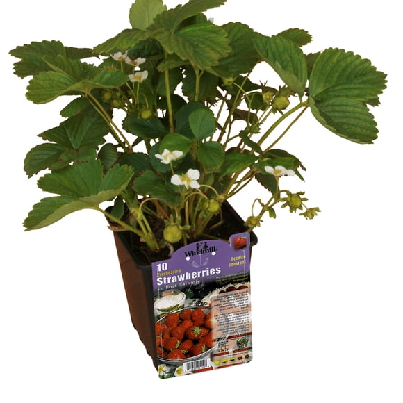 Premium Strawberry- Fruit 10 per Container Live Plants in 1 Gallon Grower Pots (1 Count) Sun Loving.