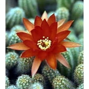 Peanut Cactus - Orange Flowering - Echinopsis chamaecereus - 2 Pack 2" Pot