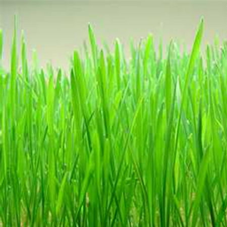 Annual Ryegrass Seed - Hard Red Winter Wheat Seeds - 50 Lbs Bulk - Non-GMO, Organic Sprouting Grain & Wheatgrass Seeds