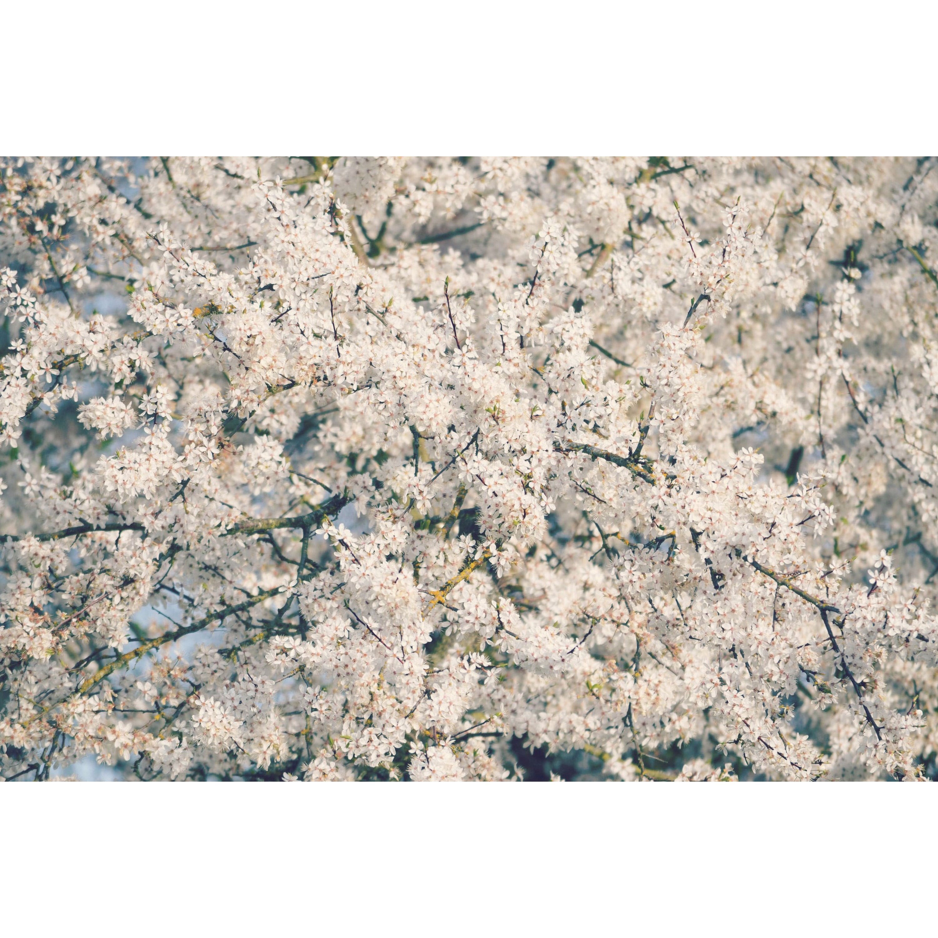Marmont Hill "In Full Bloom" by Robert Dickinson Painting Print on Canvas