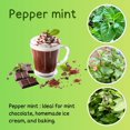 thumbnail image 2 of Fresh Peppermint Live Plant in 3.5 Inch Pot, Mint Herb Live Plant for Indoor Outdoor Growing, Spring Planting, 2 of 6
