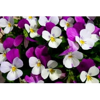 100 JOHNNY JUMP UP Violet Viola Tricolor Flower Seeds