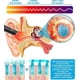 thumbnail image 5 of Dispositivo de alivio de tinnitus, pluma térmica para tratamiento nervioso de tinnitus, dispositivo de soporte auditivo para el cuidado del oído de tinnitus Im, 5 of 5