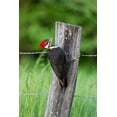 thumbnail image 2 of Day, Richard and Susan 23x32 White Modern Wood Framed Museum Art Print Titled - Pileated Woodpecker (Dryocopus pileatus)-Great Smoky Mountains National Park-Tennessee, 2 of 4