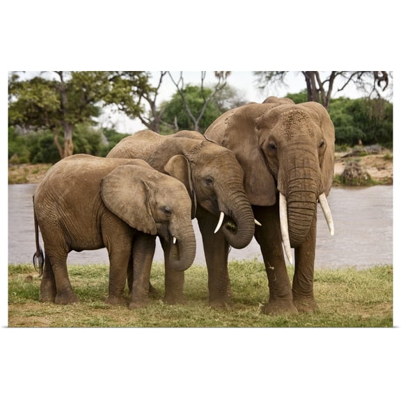 Great BIG Canvas | Rolled Scott Stulberg Poster Print entitled African Elephant Family