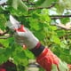 thumbnail image 5 of Tijeras de podar profesionales para jardín: tijeras de podar de acero inoxidable con mango ergonómico, tijeras de mano para cortar hierbas, flores y plantas., 5 of 7