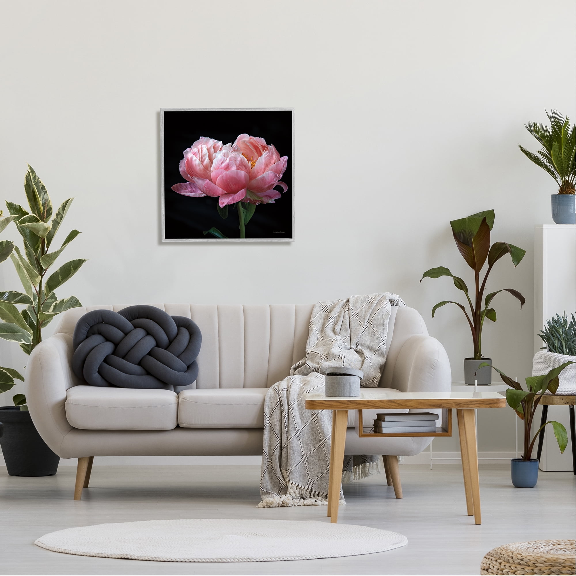 Stupell Industries Blooming Rose on Black Botanical & Floral Photography Gray Framed Art Print Wall Art, 24 x 24