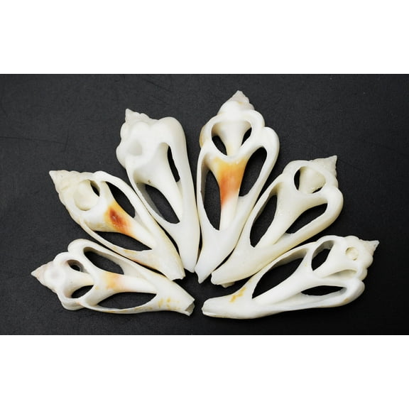 Set of 6 Center Cut White Chula Shells (1 1/2 - 2") for Beach Crafts Ocean Arts Coastal Cottage and Nautical Decor
