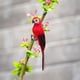 thumbnail image 5 of Adorno de modelo de pájaro de imitación de loro artificial de pluma de espuma creativa (rojo) Tmvgtek Oficina Multiescena Multifunción, 5 of 8