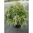 thumbnail image 4 of Compact Japanese Andromeda, 4 of 11